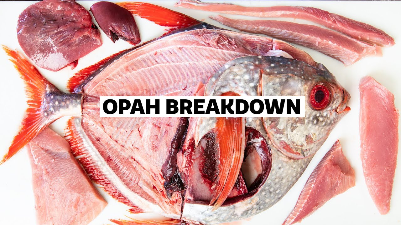 Кровь рыб в питании. Opah рыба.