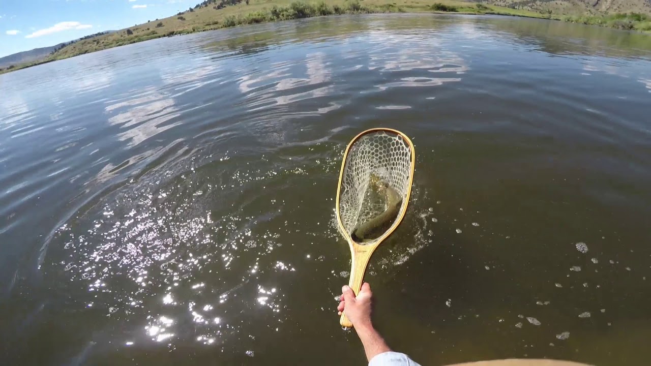 Dry Fly Fishing the Missouri River in Montana 6 YouTube