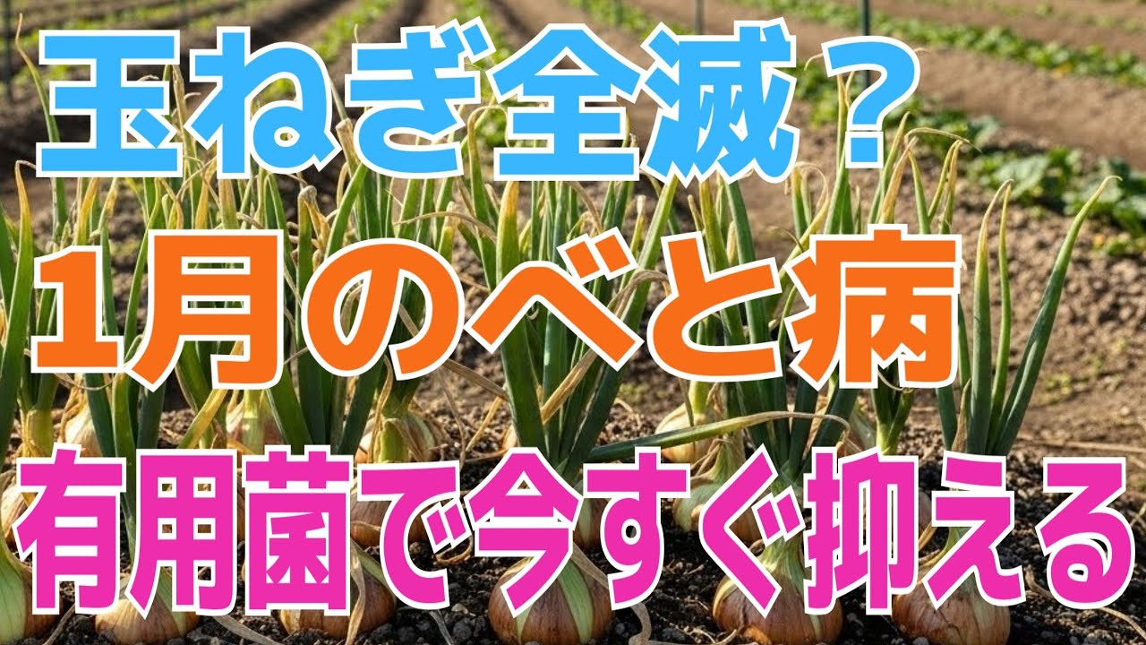 【99%の家庭菜園はこれを知るべき 】玉ねぎのべと病、もう始まってる…今すぐやるべき抑制管理はコレ！