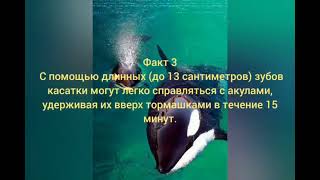 Факты о косатках #факты #чтотоновое #eisbrecher #чтотоновое