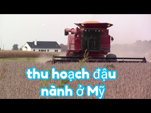 Video: Làm thế nào ướt bạn có thể thu hoạch đậu nành?