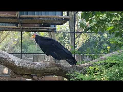 Greater yellow-headed vulture