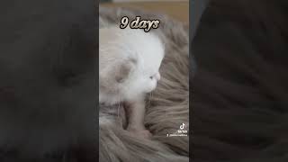 9 days ❤️♥️❤️♥️#cat #catsoftiktok #catlover #kitty #kitten #kotata #kocky #ragdoll #ragdollkitten