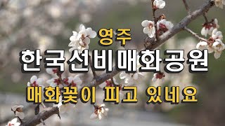 한국선비매화공원 영상
