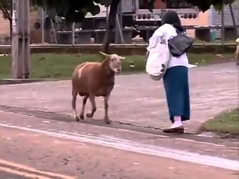 مضحك تيس محشش عالاخر