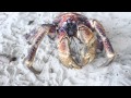 Coconut Crab Max Size