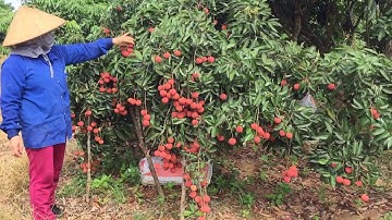 Vải thiều Lục Ngạn | Đến thăm vườn vải Thanh Hà Tuyệt đẹp vẫn chưa bán | bản sắc miền núi
