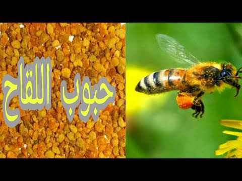 شاهد كيف يجمع النحل حبوب اللقاح ،وفوائد حبوب اللقاح لنا