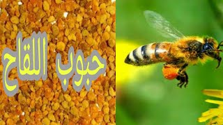 شاهد كيف يجمع النحل حبوب اللقاح ،وفوائد حبوب اللقاح لنا