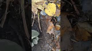 #металлоискатель #коп #клад #монеты #metaldetector #coins  #хабар #minelab #шурф #хобби #deus #deus2