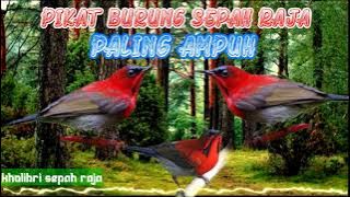 pikat burung sepah raja