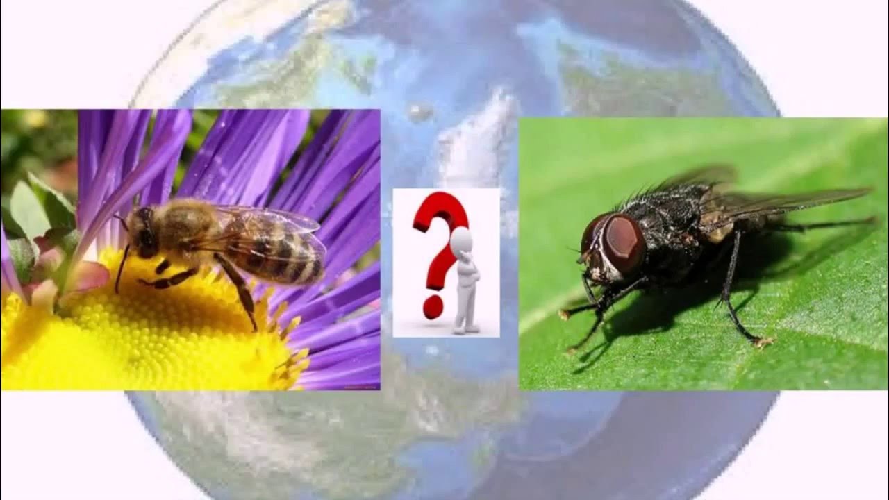 Фразы мухи. Муха и пчела. Люди мухи и пчелы. Два взгляда на мир Муха и пчела. Муха и пчела картинка.