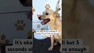 Our mission is to provide food, and adoption services for the strays .#dogs