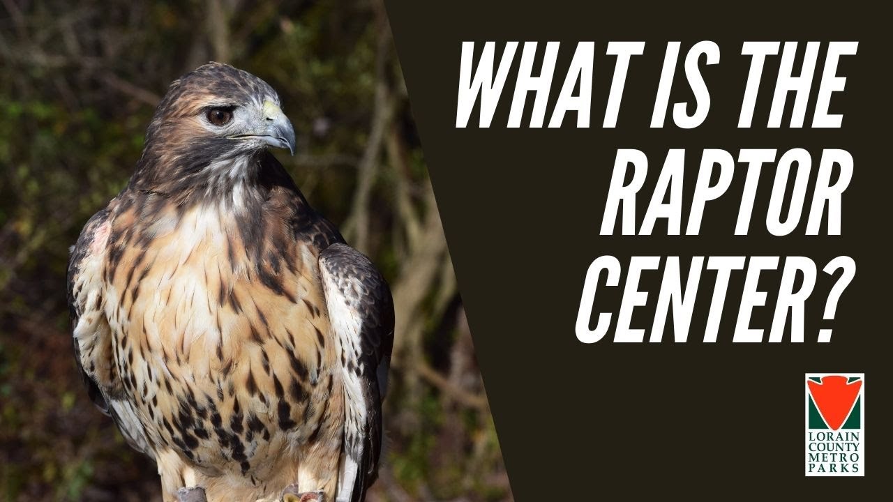 Ohio birds of prey: From eagles to owls, falcons to hawks; identifying the  state's raptors (photos) 