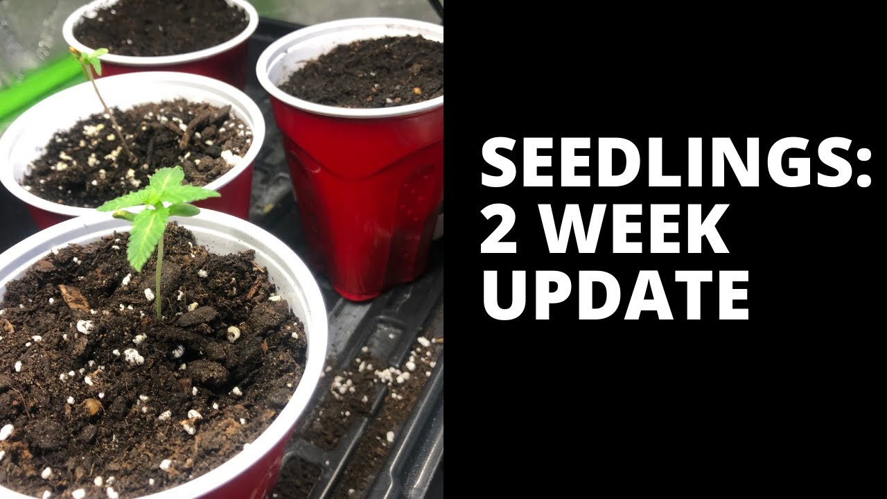 CANNABLOG: 2 WEEK CANNABIS GROW UPDATE
