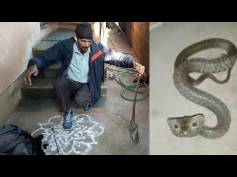 gurukul public school || साँपोंका गुस्सा उनके स्वभाव पर निर्भर करता है पर लोगोको फन दिखा तो ही नाग है || COBRA RESCUE ||