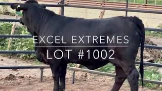 Auction Lot #1002 “Excel Extremes”