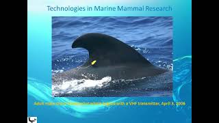 Acoustic Pathways and Digital Tools in Marine Mammal Research