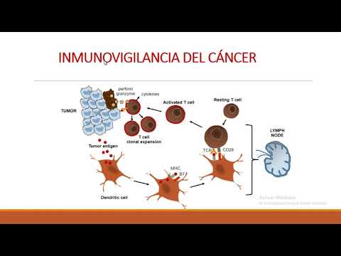 Vídeo: Potencial Proliferativo Y Resistencia Al Bloqueo Del Punto De Control Inmune En Pacientes Con Cáncer De Pulmón