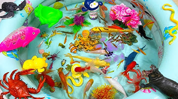 SINH VẬT BIỂN,CÁ MẬP,CÁ HEO,CÁ SẤU,BẠCH TUỘC,ỐC MƯỢN HỒN,SỨA,CHIM CÁNH CỤT