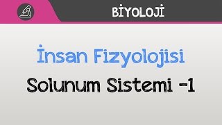 İnsan Fizyolojisi - Solunum Sistemi -1