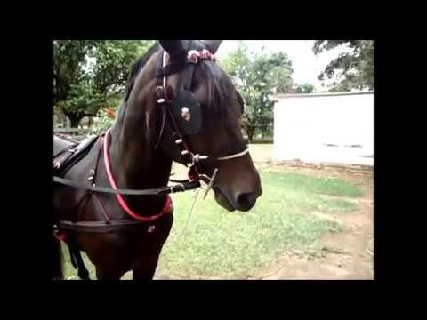 Polícia Civil investiga corridas clandestinas de charretes em  Cordeirópolis; vídeo flagra momento de queda de cavalo, Piracicaba e  Região