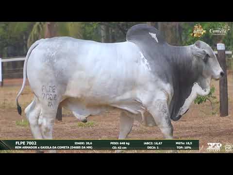 Nelore Cometa | 17º Leilão | Touros | Lote 52