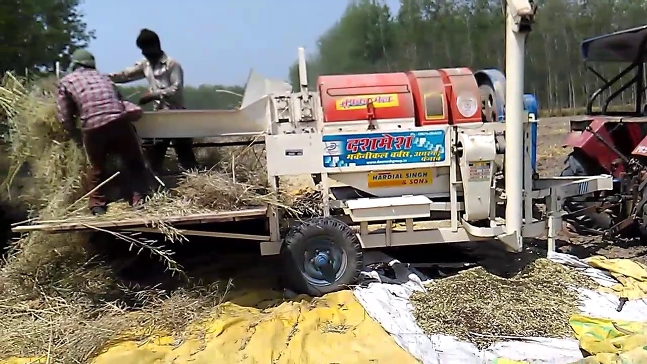 Thressing of musterd