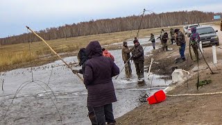 Тонны Рыбы В Луже Прямо У Дороги!!! Рыбалка На Паук Подъемник Весной. Рыбалка На Паук