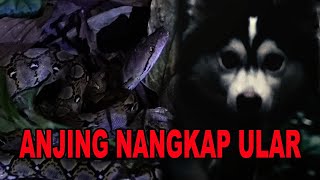 ANJING NANGKAP ULAR