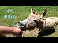 Donkey enjoys music, 4K, 60 fps