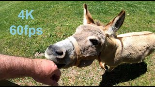 Donkey enjoys music, 4K, 60 fps