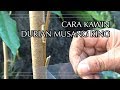 CARA KAWIN DURIAN MUSANG KING