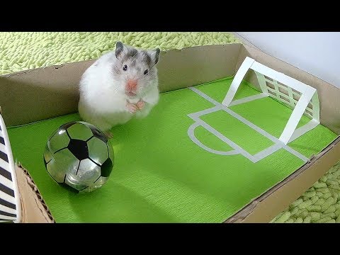 ХОМЯЧКИ ИГРАЮТ В ФУТБОЛ, КТО ПОБЕДИТ?/Three hamsters playing football