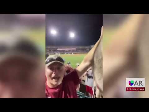 Fanático atrapa mapache durante el juego de béisbol de Arkansas