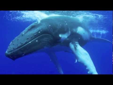 10 Hours of Sleep Music w/ Whales Sound \u0026 Thunder Sounds for Sleep, Relax, Insomnia, Spa