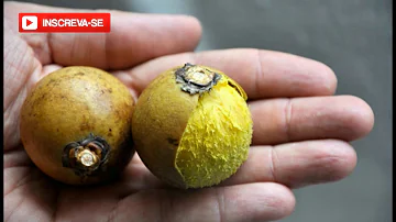 O que dá para fazer com a macaúba?