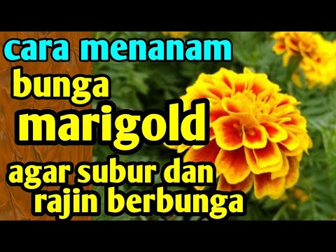 Video: Apa Itu Mangold: Petua Cara Menanam Mangold Di Taman