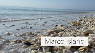 Searching for Seashells at low tide. Marco Island seashell hunt at my notsosecret shelling spot.