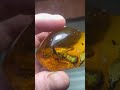 Inclusion - insect larva in natural Baltic amber. Инклюз в натуральном Балтийском янтаре. #amber