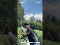 Cara mudah cegah stres tanaman!#asamamino#petanimuda#petaniindonesia#pertanian