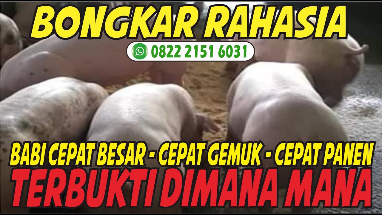 Pakai Paket Vitamin Ini Dijamin Babi Cepat Besar dan Gemuk - Cara Babi