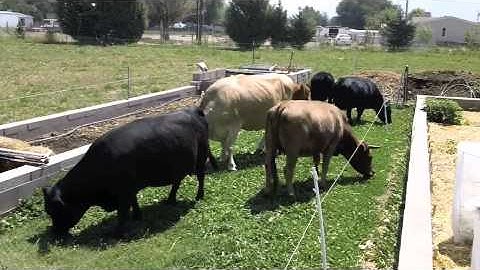 Holistic Management: Micro mob Grazing