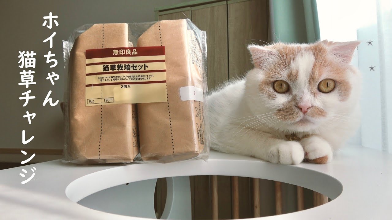 愛猫と一緒に猫草を育てる