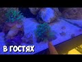 В гостях у владивостокского аквариумиста) | Не пользуется солью вообще)