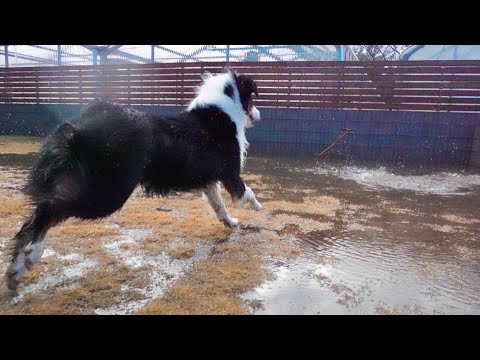 ちょちょちょ待って水溜まりダイブ待って！！