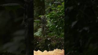 Pixie Encounter filmed by Erwin Saunders