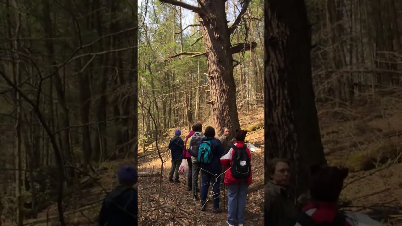 camera iphone 8 plus apk Nature Exploration: Hemlock Gorge, Part One