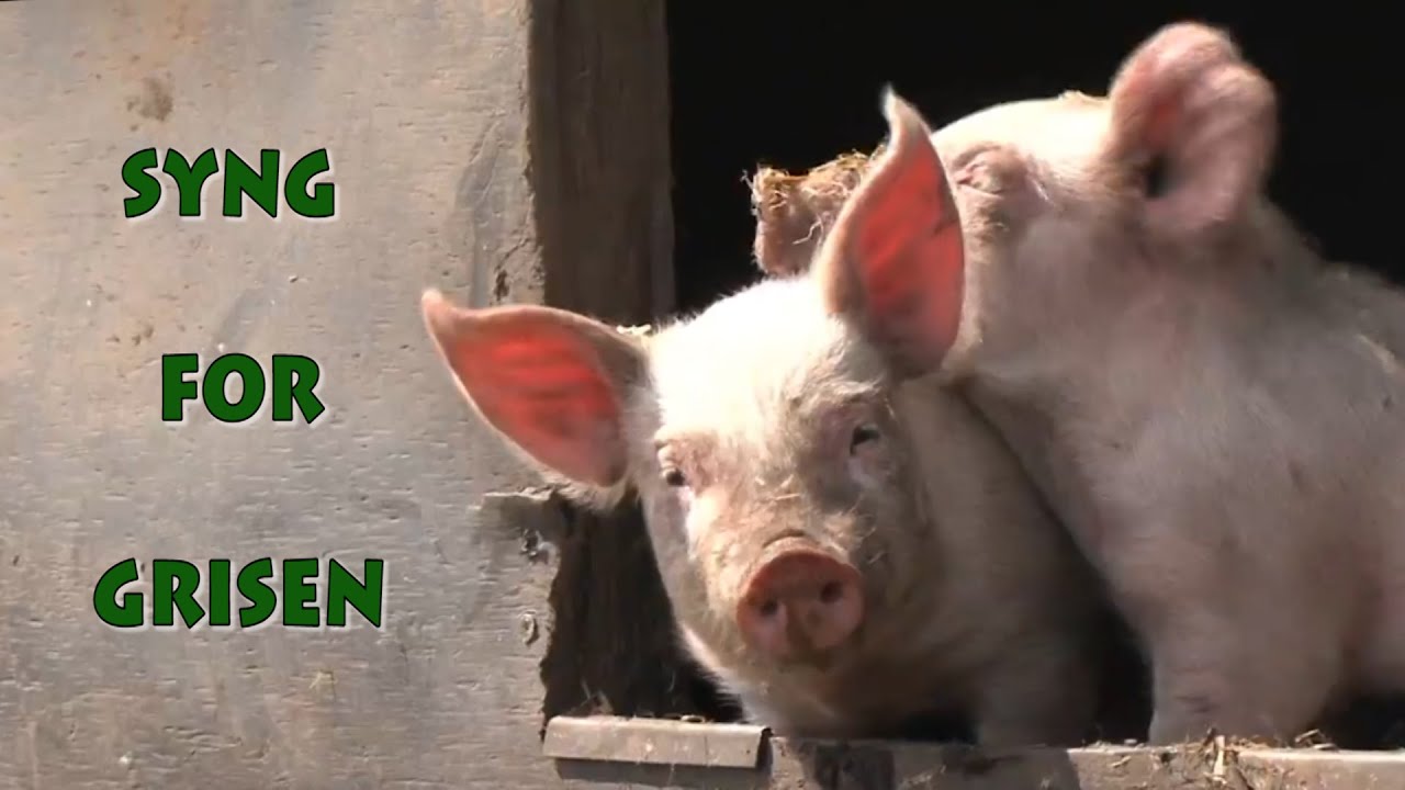 Syng for grisen