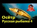 Русская рыбалка 4  Осётр русский  Ахтуба рыбалка  Russian fishing 4